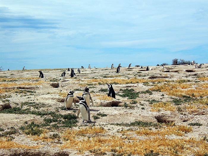 AR1106JF363_punta_tombo.jpg [&copy; Last Frontiers Ltd]