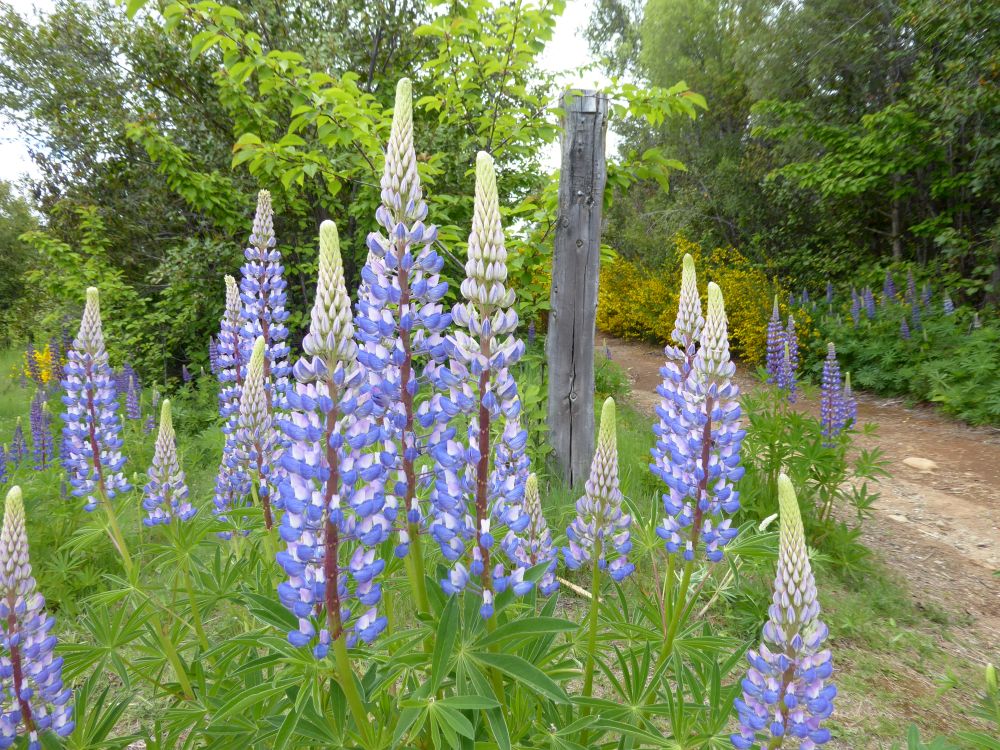 AR2211EP115_esquel-los-alerces.jpg [&copy; Last Frontiers Ltd]