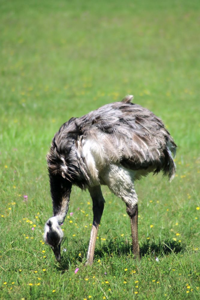 AR2404LD175_rincon-del-socorro-nandu.jpg [&copy; Last Frontiers Ltd]