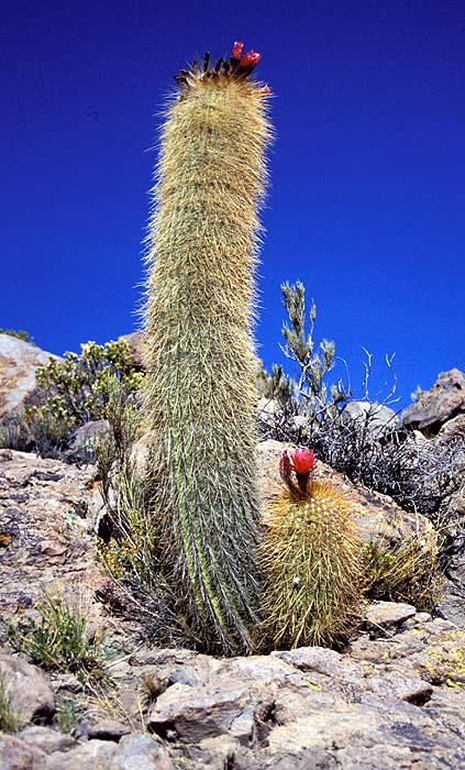 52_Cactus_en_Isla_Pescado.jpg [&copy; Last Frontiers Ltd]