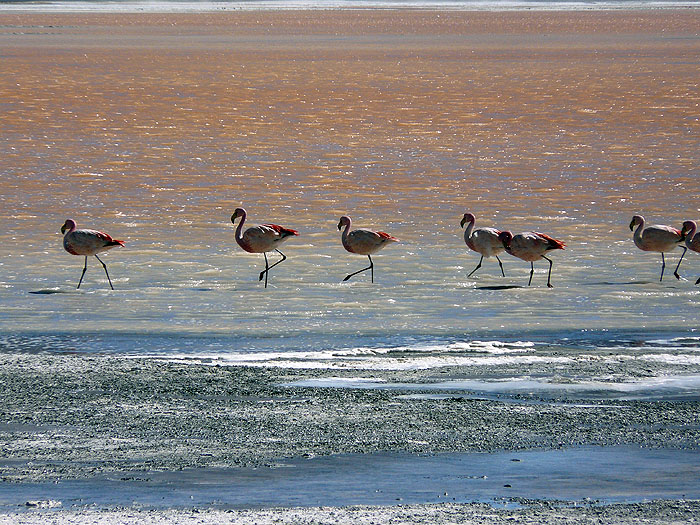 BO0609RB116_laguna_colorado.jpg [&copy; Last Frontiers Ltd]