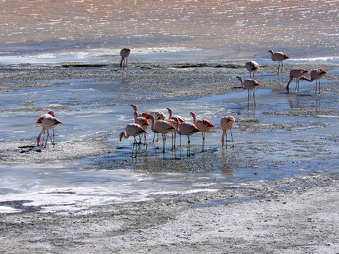 BO0609RB120_laguna_colorado.jpg [&copy; Last Frontiers Ltd]