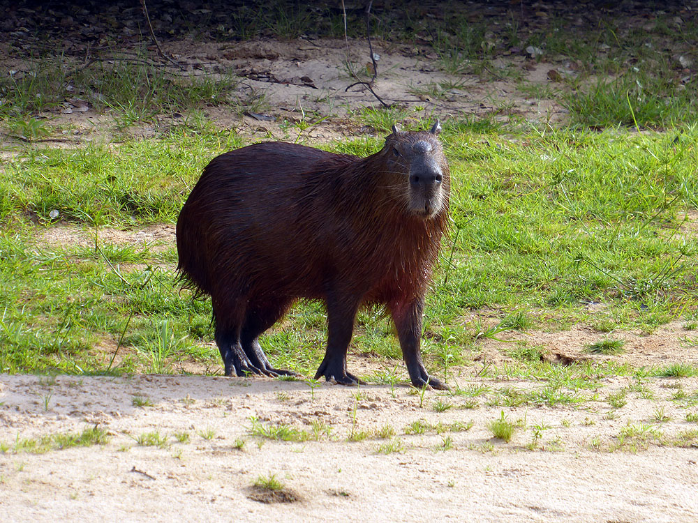 256BR1910SM_pantanal-capybara.jpg [&copy; Last Frontiers Ltd]