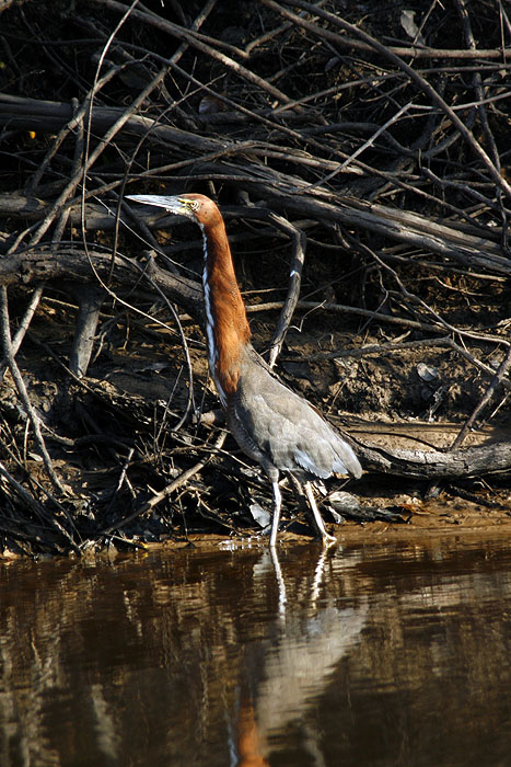 BR0511EM435_rufescent-tiger-heron.jpg [&copy; Last Frontiers Ltd]