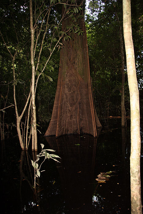 BR0808EP070_anavilhanas-jungle-lodge.jpg [&copy; Last Frontiers Ltd]