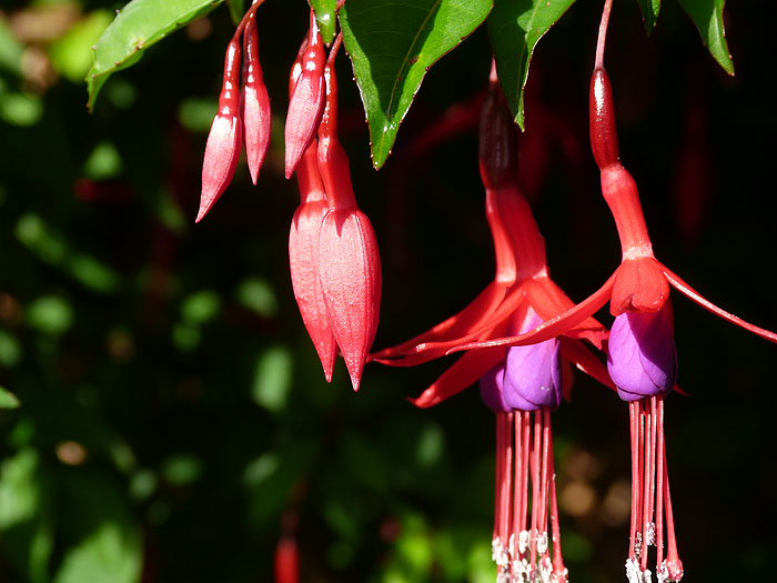 CL0214EP0313_tortel.jpg [&copy; Last Frontiers Ltd]