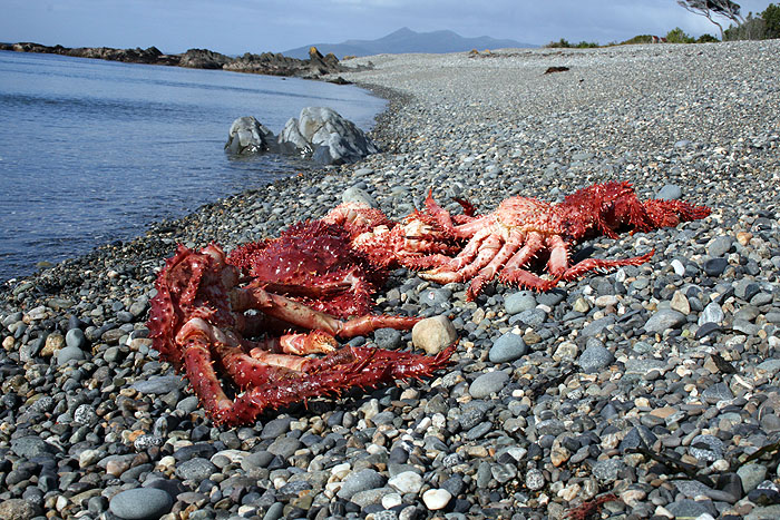 CL0310LD1003_centolla.jpg [&copy; Last Frontiers Ltd]