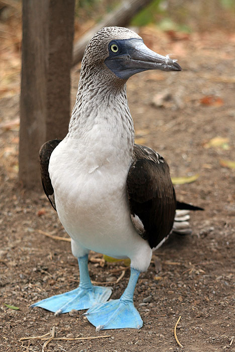 EC0608ED620_isla-de-la-plata-blue-footed-booby.jpg [&copy; Last Frontiers Ltd]