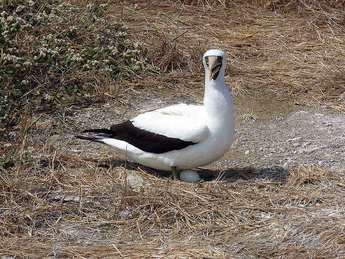 EC0608RB1042_isla-de-la-plata.jpg [&copy; Last Frontiers Ltd]