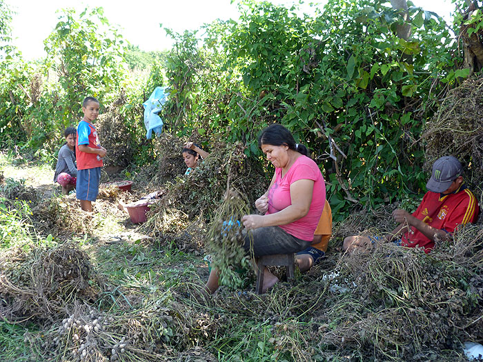 SV0913SM0268_la-mora-community-harvesting-peanuts.jpg [&copy; Last Frontiers Ltd]