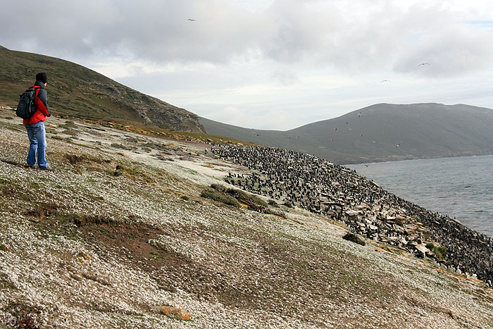 FK0310LD0257_saunders-rockhopper-penguin-colony.jpg [&copy; Last Frontiers Ltd]