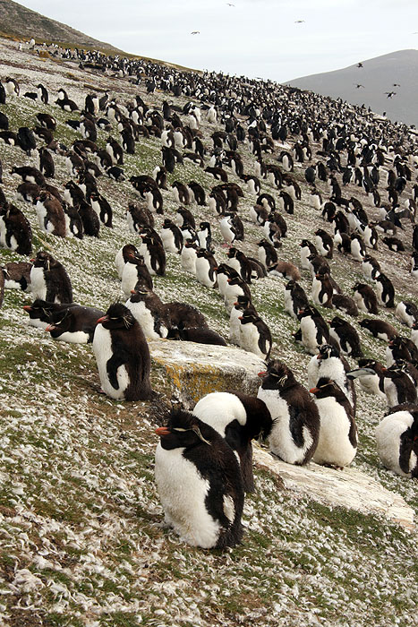 FK0310LD0261_saunders-rockhopper-penguin-colony.jpg [&copy; Last Frontiers Ltd]