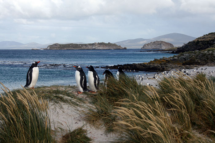 FK0310LD0410_carcass-gentoo-penguins.jpg [&copy; Last Frontiers Ltd]