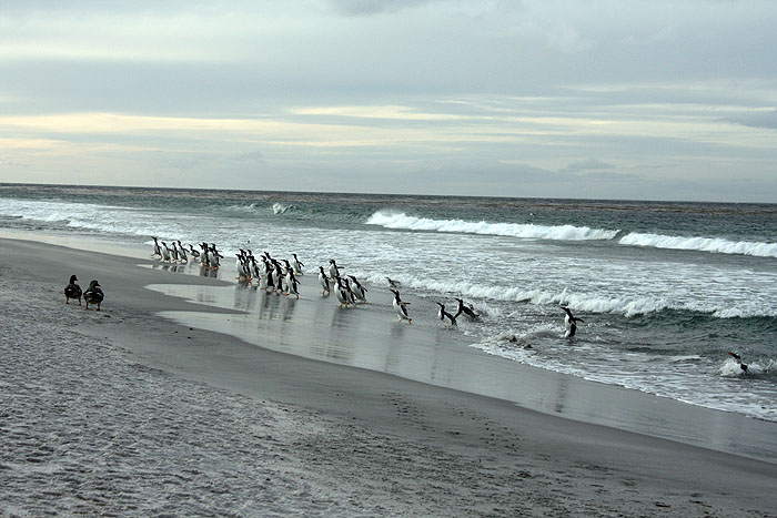 FK0310LD0589_sealion-gentoo-penguins.jpg [&copy; Last Frontiers Ltd]
