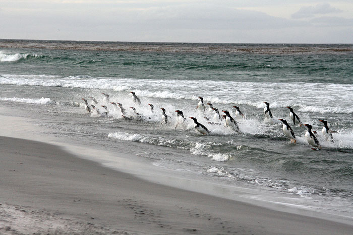 FK0310LD0608_sealion-gentoo-penguins.jpg [&copy; Last Frontiers Ltd]