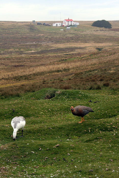 FK0310LD0875_volunteer-point-upland-geese.jpg [&copy; Last Frontiers Ltd]