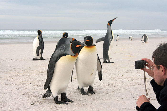 FK0310LD0936_volunteer-point-king-penguins-chris.jpg [&copy; Last Frontiers Ltd]