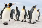 Image: Volunteer Point - East Falkland