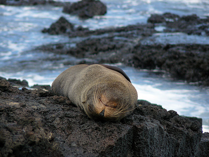 GP0310SM123_puerto-egas-santiago-fur-seal.jpg [&copy; Last Frontiers Ltd]