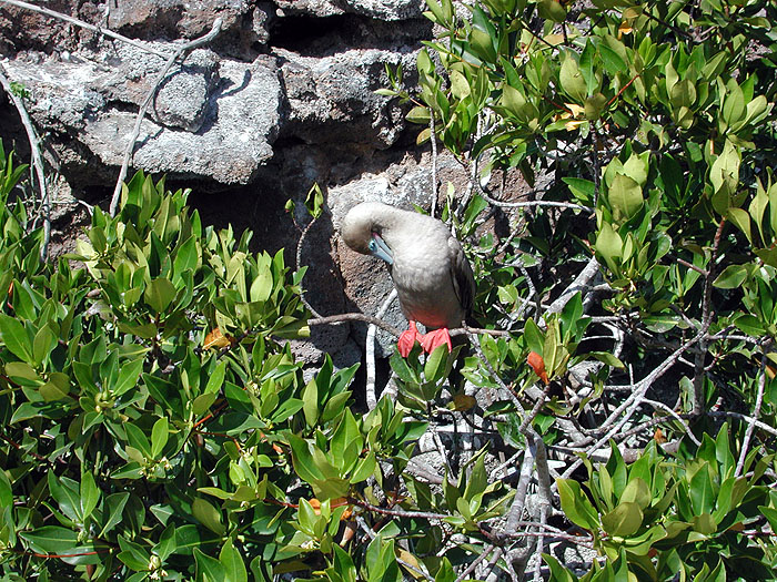 GP0603RH069_genovesa.jpg [&copy; Last Frontiers Ltd]