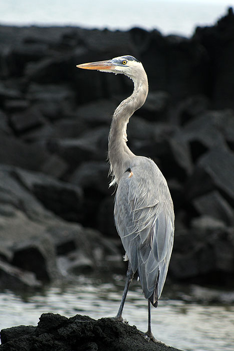 GP0608ED297_fernandina-heron.jpg [&copy; Last Frontiers Ltd]