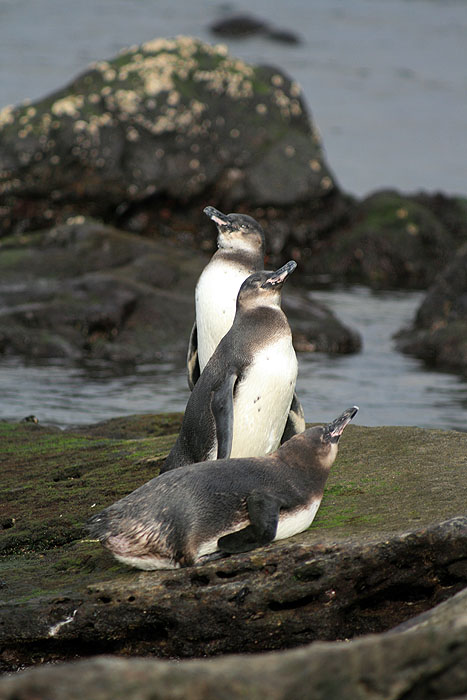 GP0608ED482_james-penguins.jpg [&copy; Last Frontiers Ltd]