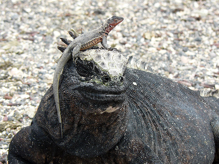 GP0608RB0702_marine-iguanas-fernandina.jpg [&copy; Last Frontiers Ltd]