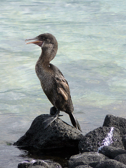 GP0908JF345_fernandina-flightless-cormorant.jpg [&copy; Last Frontiers Ltd]