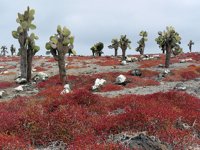 GP0917NL0363_plazas.jpg [&copy; Last Frontiers Ltd]