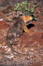 Image: Santa F� - The uninhabited islands