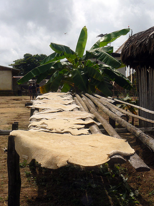 SR0408RB390_cassava_at_kwamalasamutu.jpg [&copy; Last Frontiers Ltd]