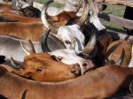 Image: Dadanawa - The Rupununi savannas