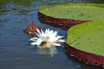 Image: Caiman House - The Rupununi savannas