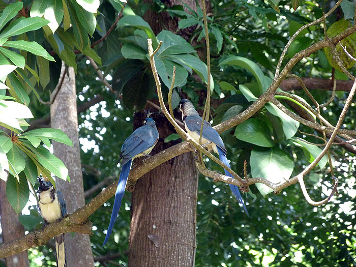 NI0913SM0990_ometepe-white-throated-magpie-jays.jpg [&copy; Last Frontiers Ltd]