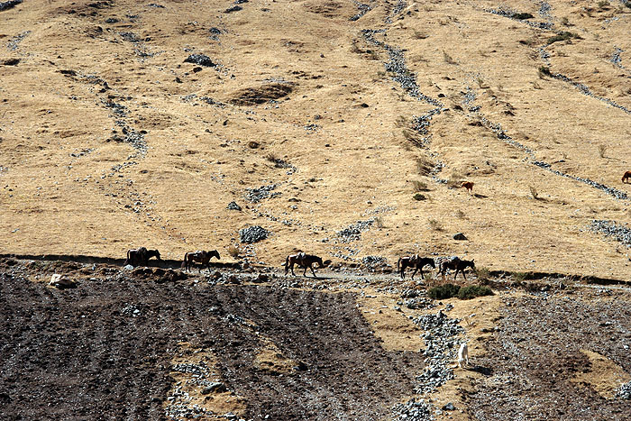 PE0907EP704_mlp_day3_trek.jpg [&copy; Last Frontiers Ltd]